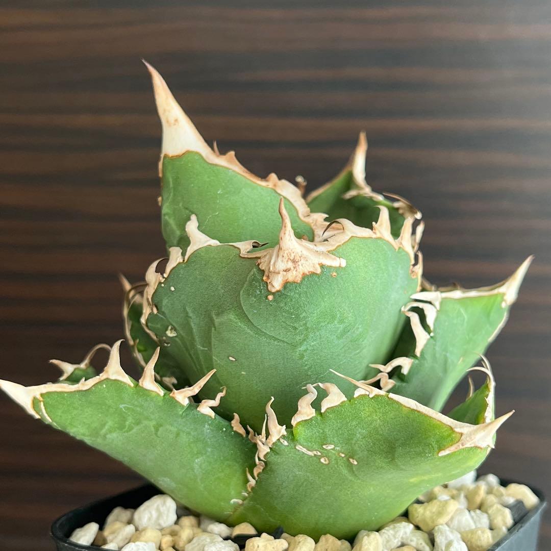 fmさま　アガベ COK CG01 追星