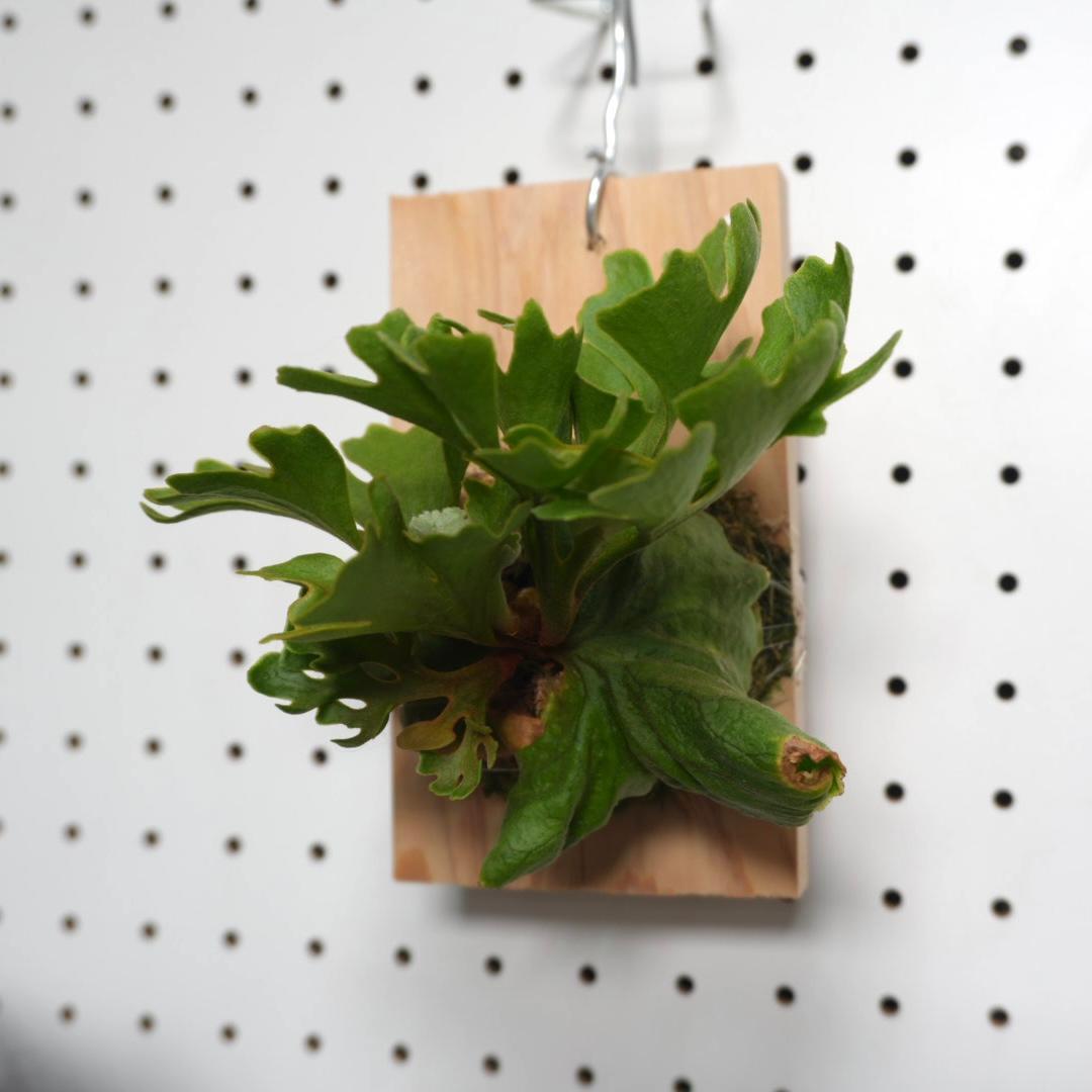 ビカクシダ リドレイ ドワーフ シルバー 小株 R-2