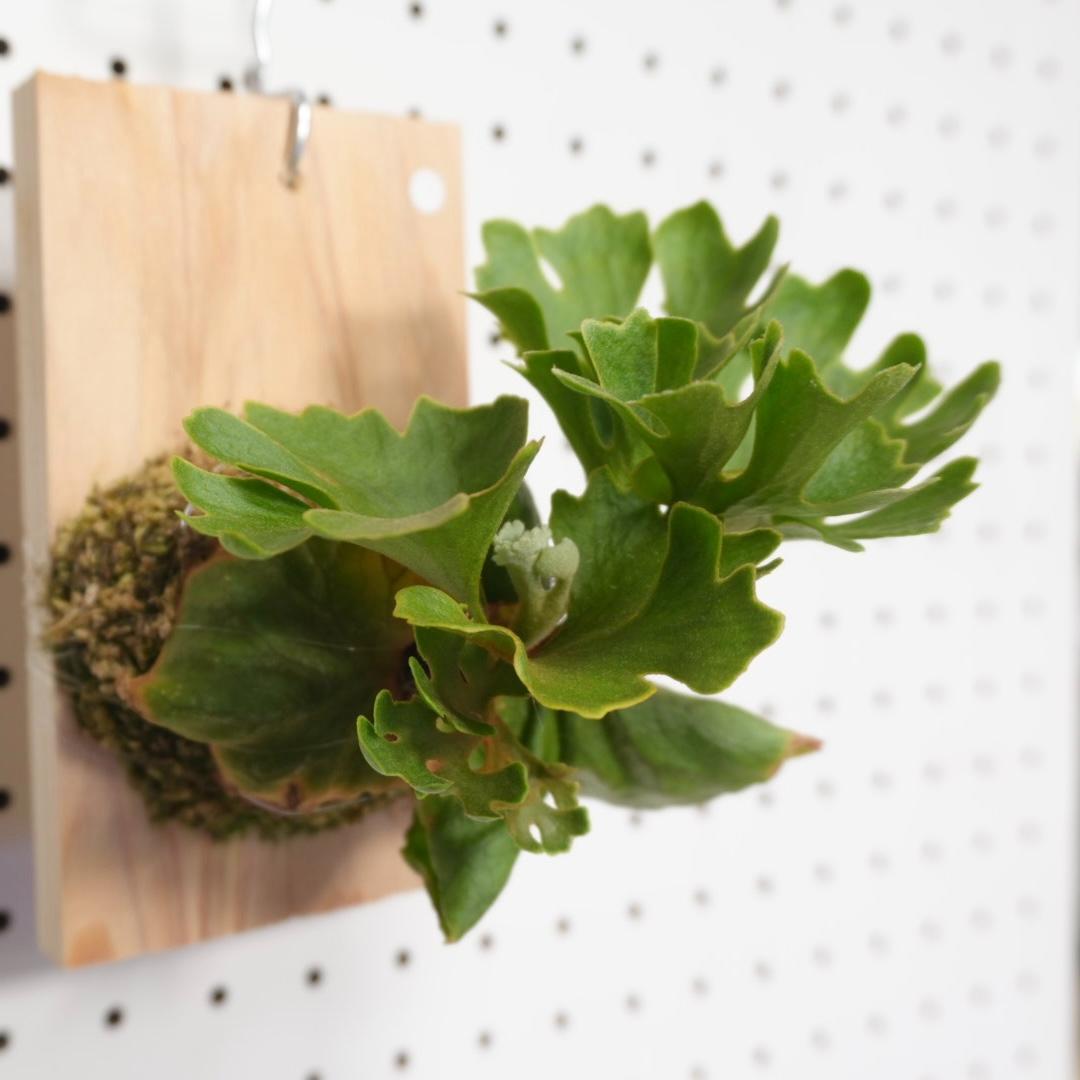 ビカクシダ リドレイ ドワーフ シルバー 小株 R-2