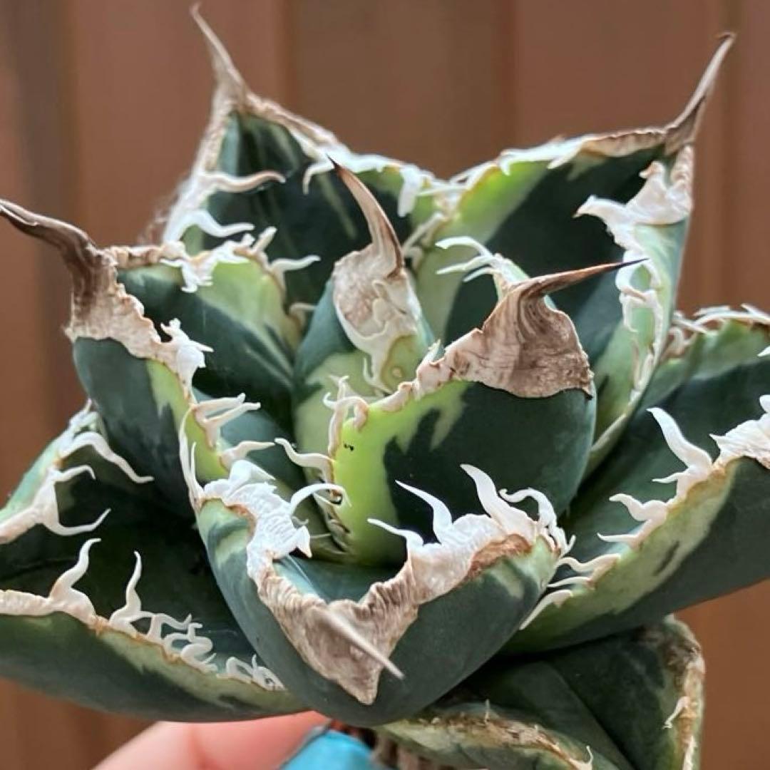 超選抜【速達】特大　優秀株　太棘　アガべ　チタノタ　SAD錦　覆輪斑　TC