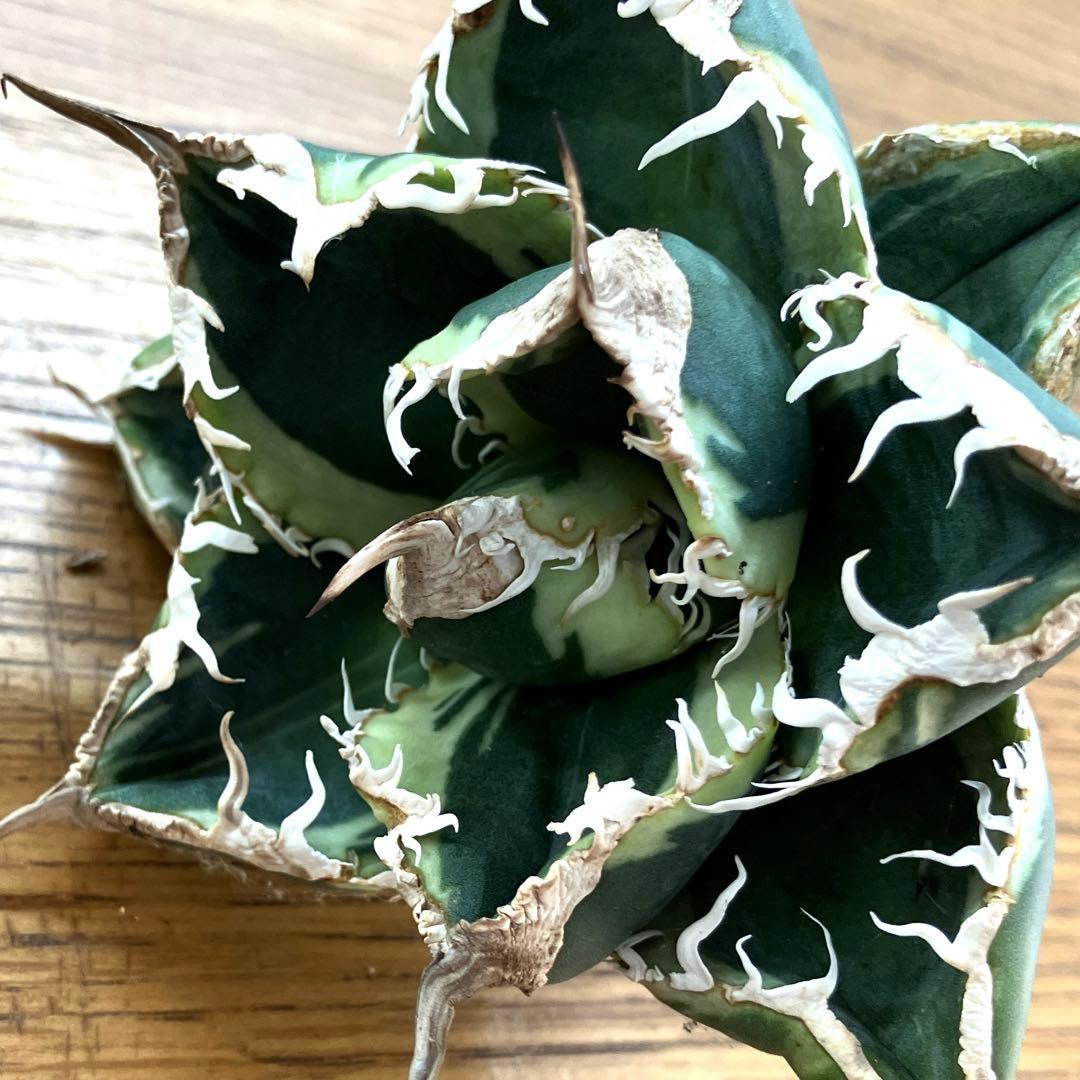 超選抜【速達】特大　優秀株　太棘　アガべ　チタノタ　SAD錦　覆輪斑　TC