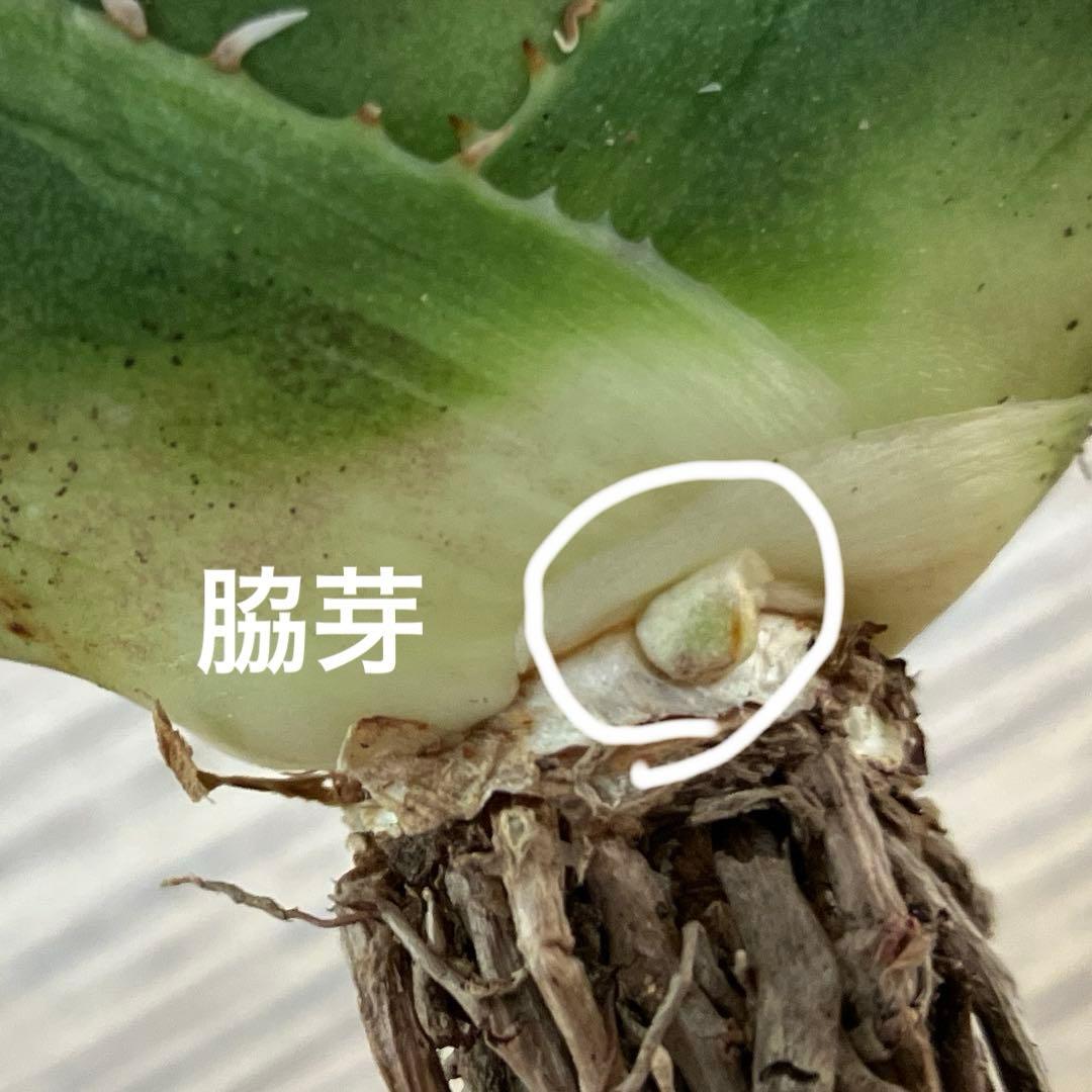 超選抜【速達】特大　優秀株　太棘　アガべ　チタノタ　SAD錦　覆輪斑　TC