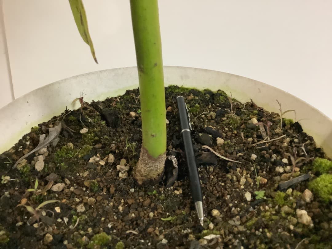 アボカド大株苗【現品】