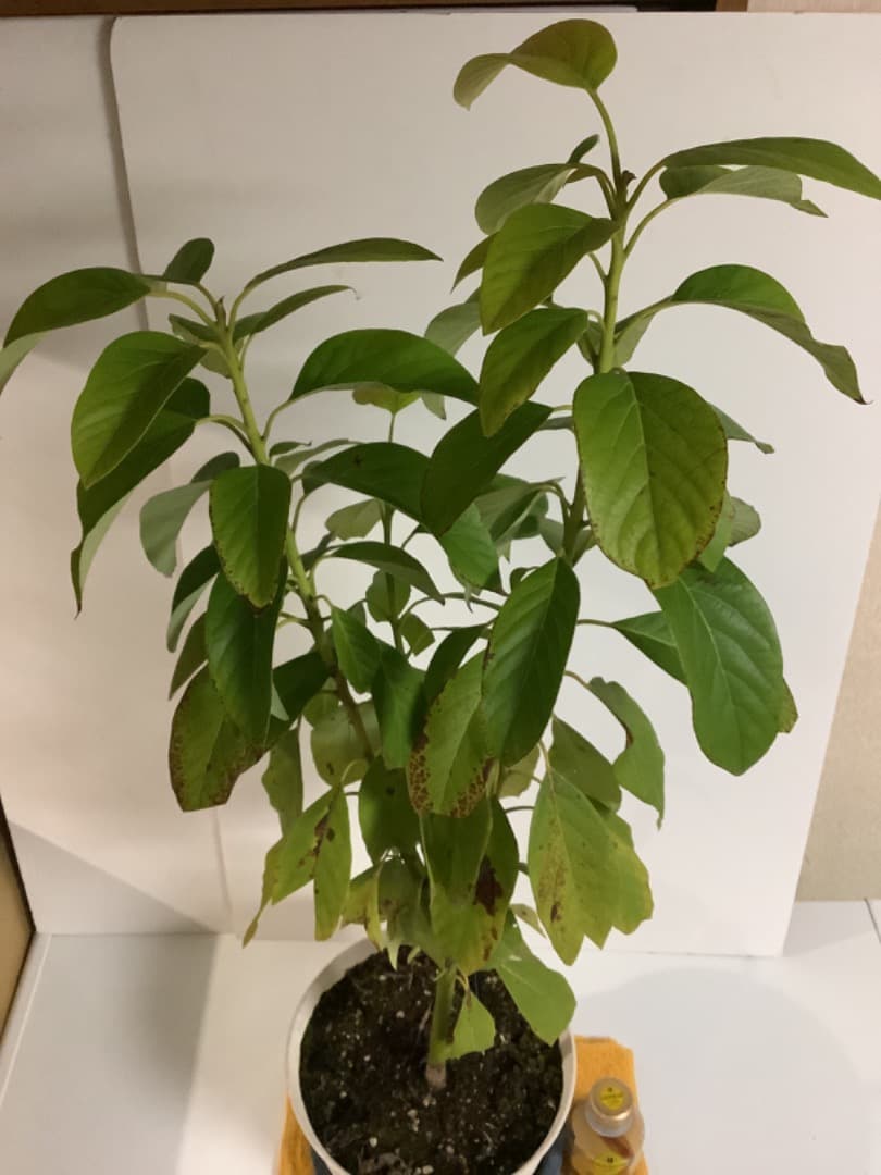 アボカド大株苗【現品】