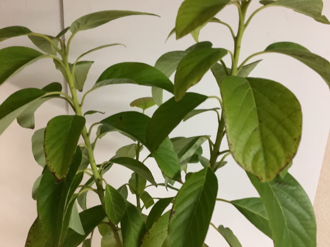 アボカド大株苗【現品】