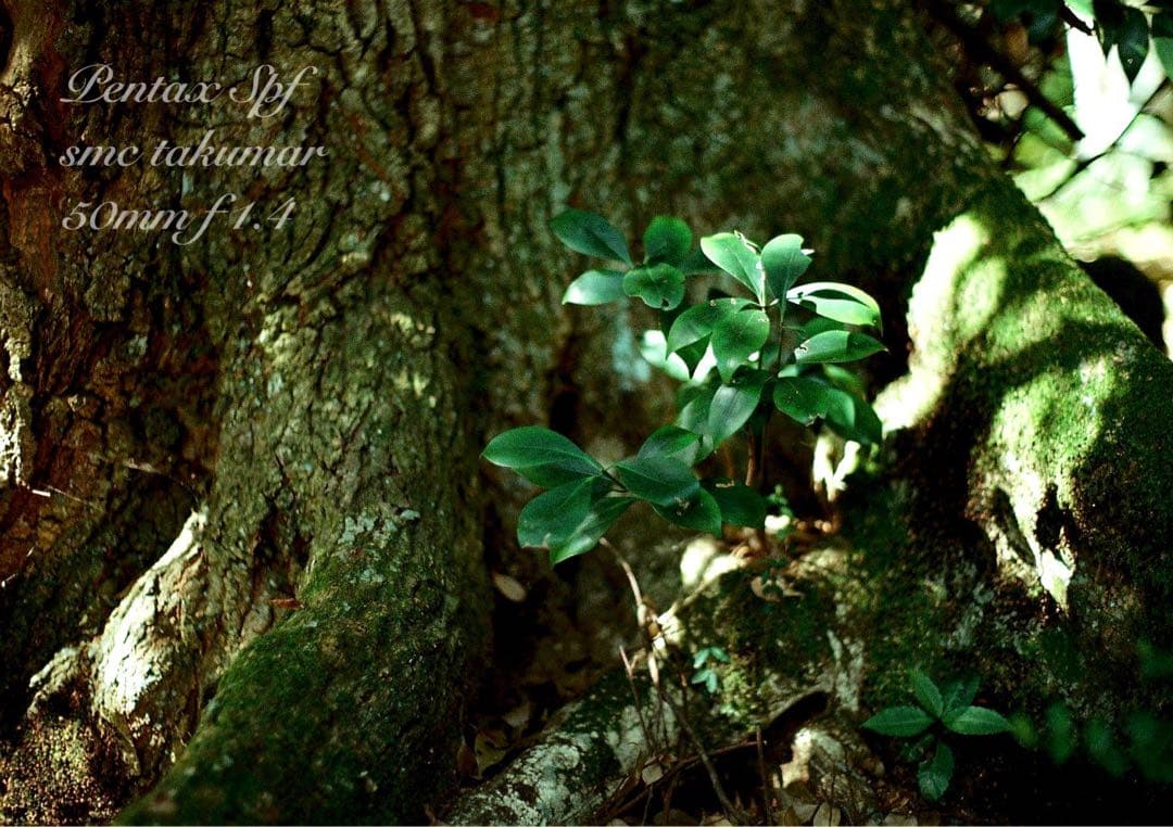 超美品＊完動品★PENTAX SPF BLACK★f1.4★初期保証＊作例多数！