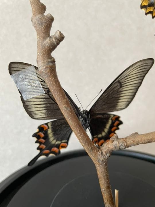 【標本☆アゲハ】アンティーク・ガラスドーム