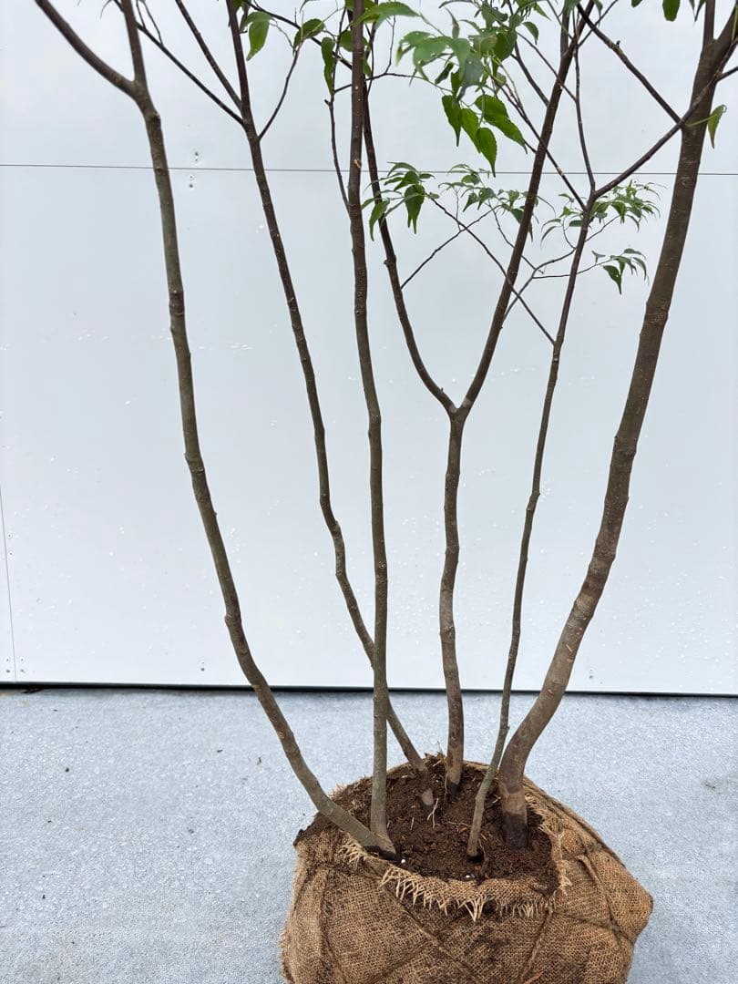 ねこがみ 美しい樹形が魅力 山採り ハイノキ 株立 663 樹高1.5m位