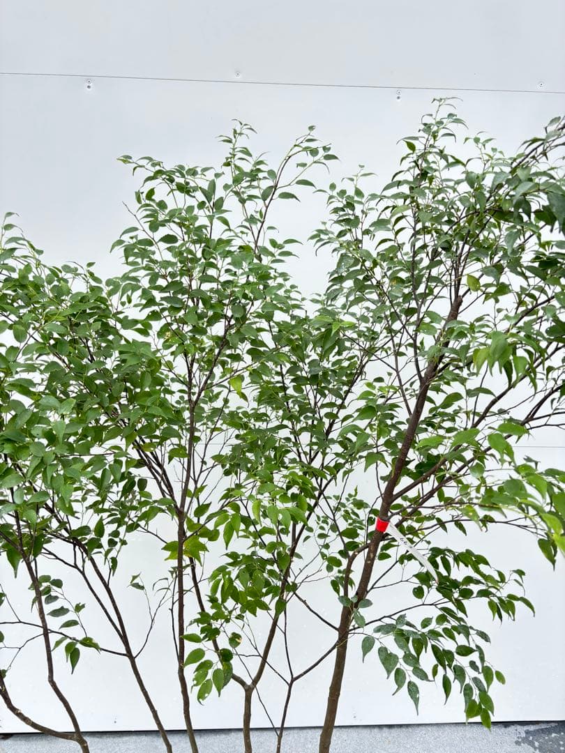 ねこがみ 美しい樹形が魅力 山採り ハイノキ 株立 663 樹高1.5m位