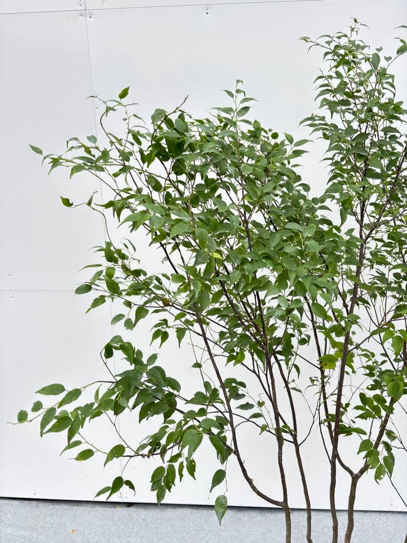 ねこがみ 美しい樹形が魅力 山採り ハイノキ 株立 663 樹高1.5m位