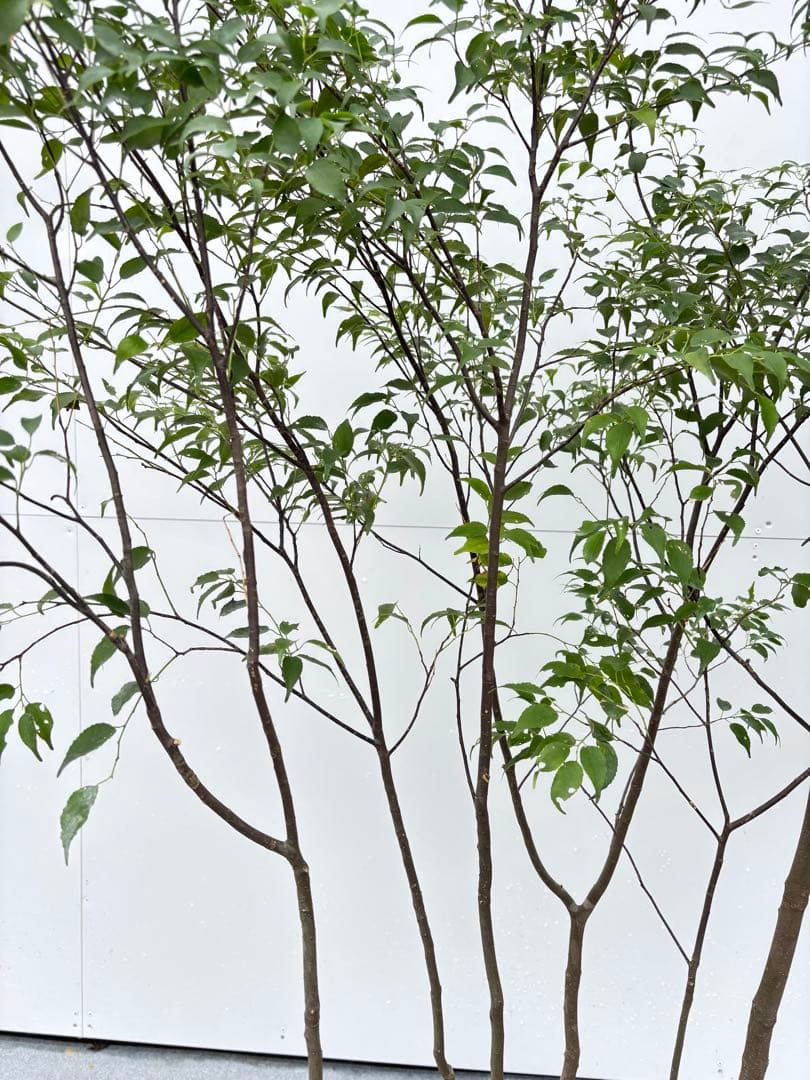 ねこがみ 美しい樹形が魅力 山採り ハイノキ 株立 663 樹高1.5m位