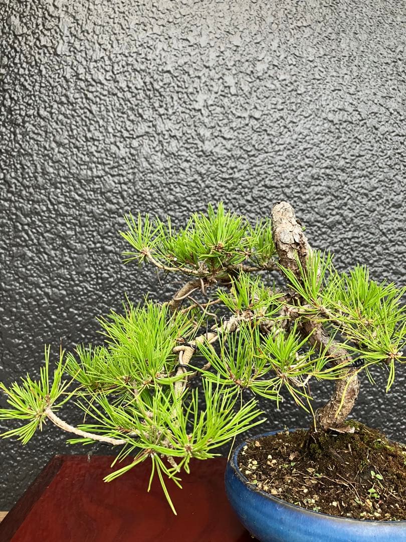 ◉赤松盆栽　変わり木　究極の逸品！　◉直ぐ飾れます　大幅値下げ2/8(日曜)迄