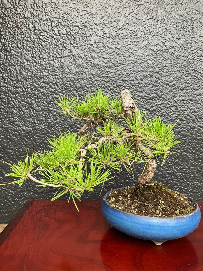 ◉赤松盆栽　変わり木　究極の逸品！　◉直ぐ飾れます　大幅値下げ2/8(日曜)迄