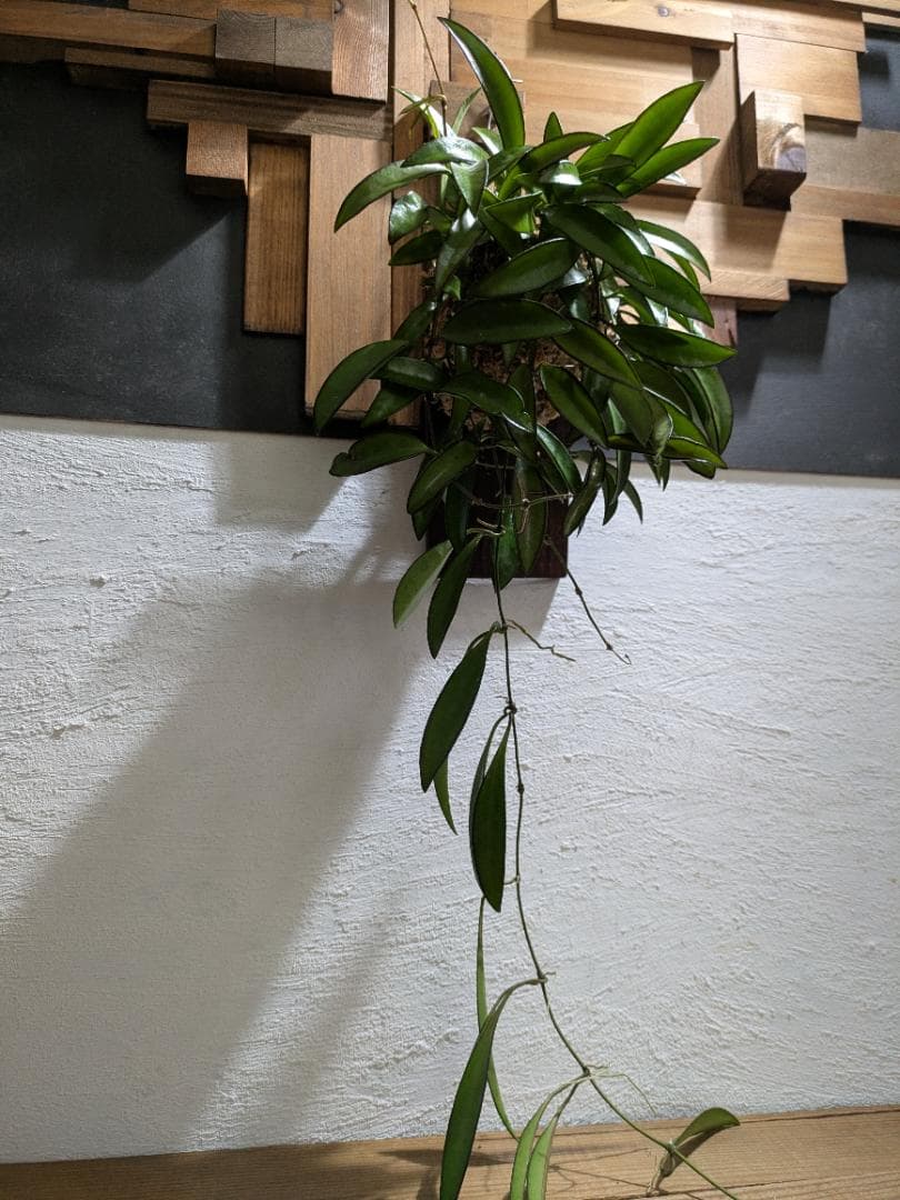 ハナ様ご依頼分プラティケリウム アルシコルネ＋チャイナビーン＋ヘテロクラダ