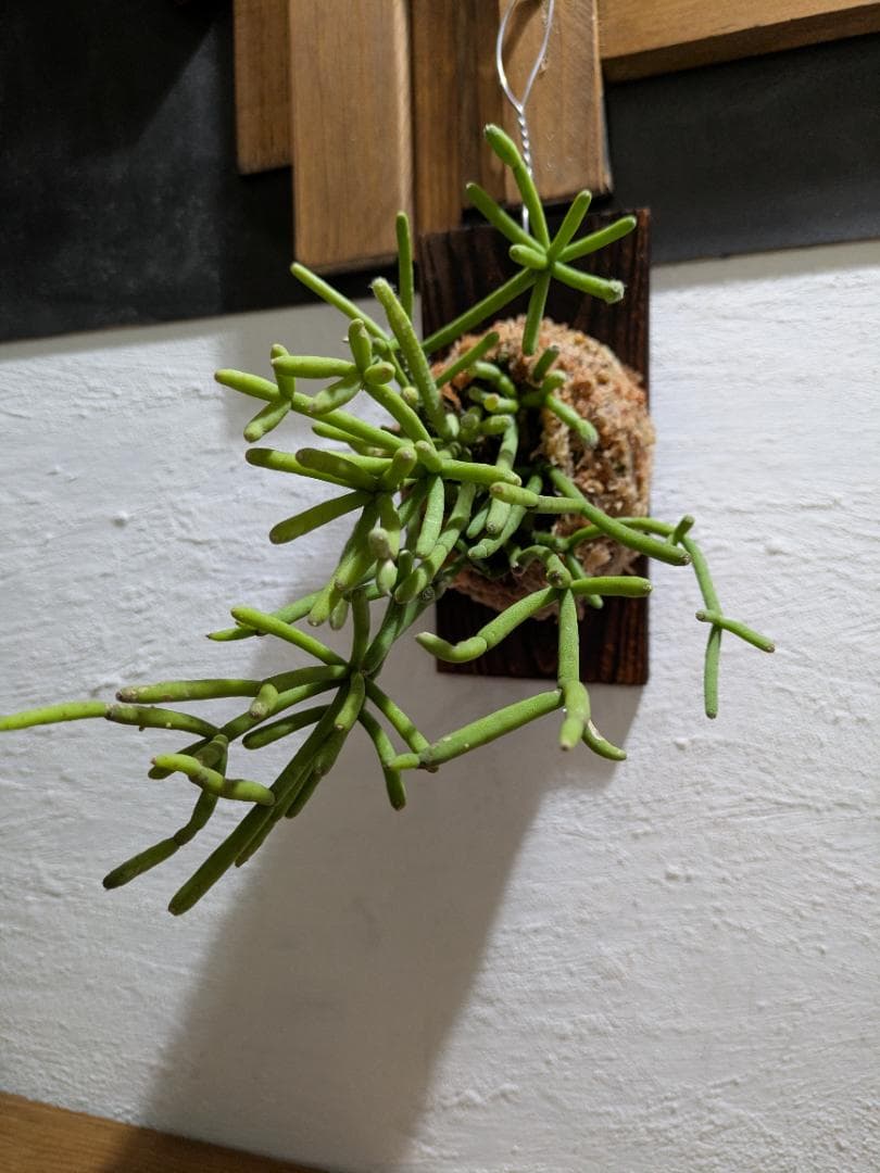 ハナ様ご依頼分プラティケリウム アルシコルネ＋チャイナビーン＋ヘテロクラダ