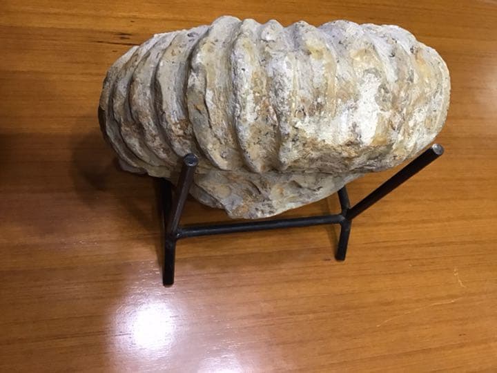 アンモナイト化石　巨大　モロッコ出土