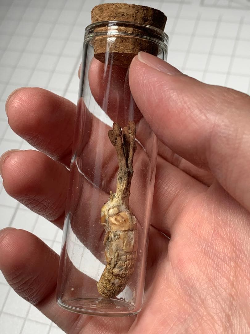 珍品！　冬虫夏草　セミ　昆虫標本　漢方　鉱物　隕石　呪物　根付　出土　人体標本