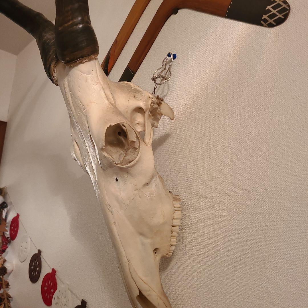 最終値下げ　バッファロースカル　牛頭蓋骨　壁掛け　オブジェ