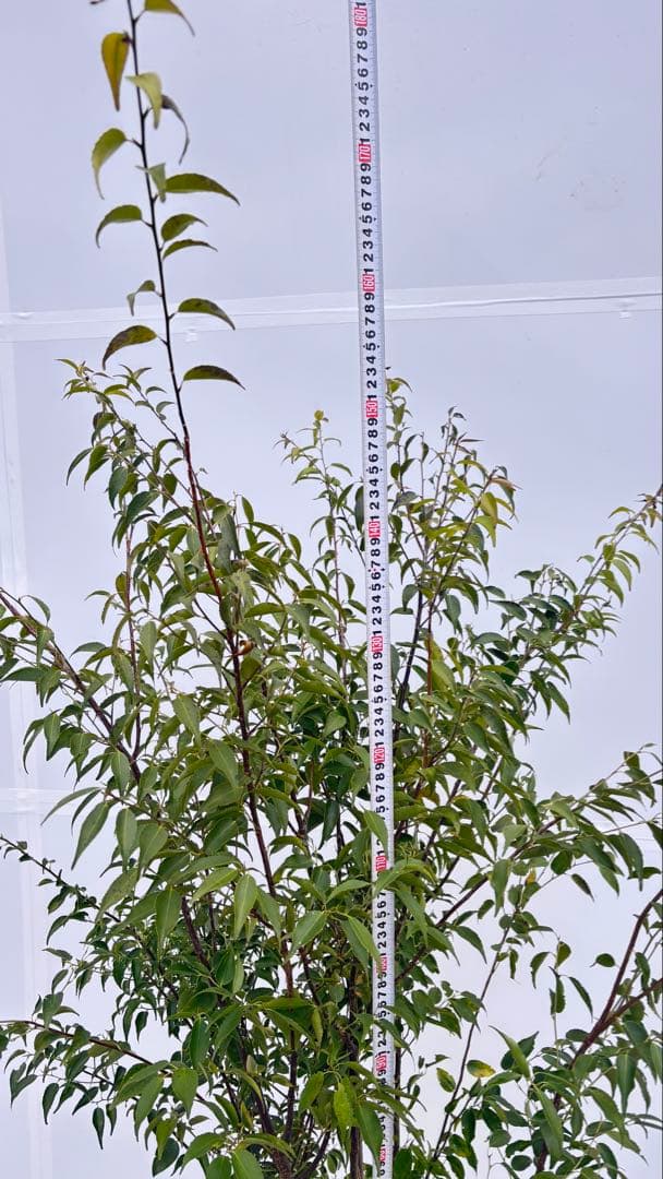 格安出品 早い者勝ち 良形の ハイノキ 株立 720 樹高1.6m位 高級樹