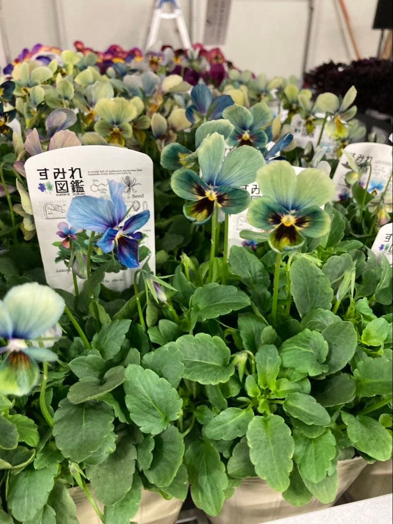 o*a様 すみれ 図鑑　ビオラ　濃青　K_1