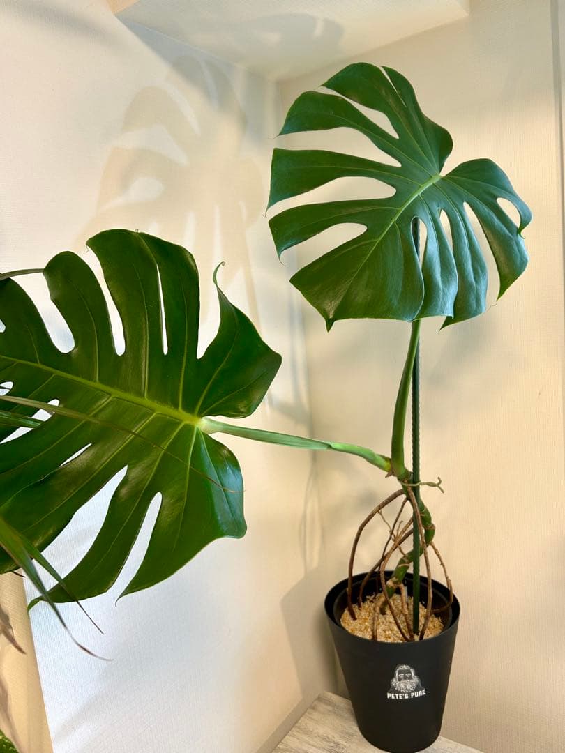 【引取特価】【美形】破格！幹立モンステラデリシオーサ　約110cm 7号鉢