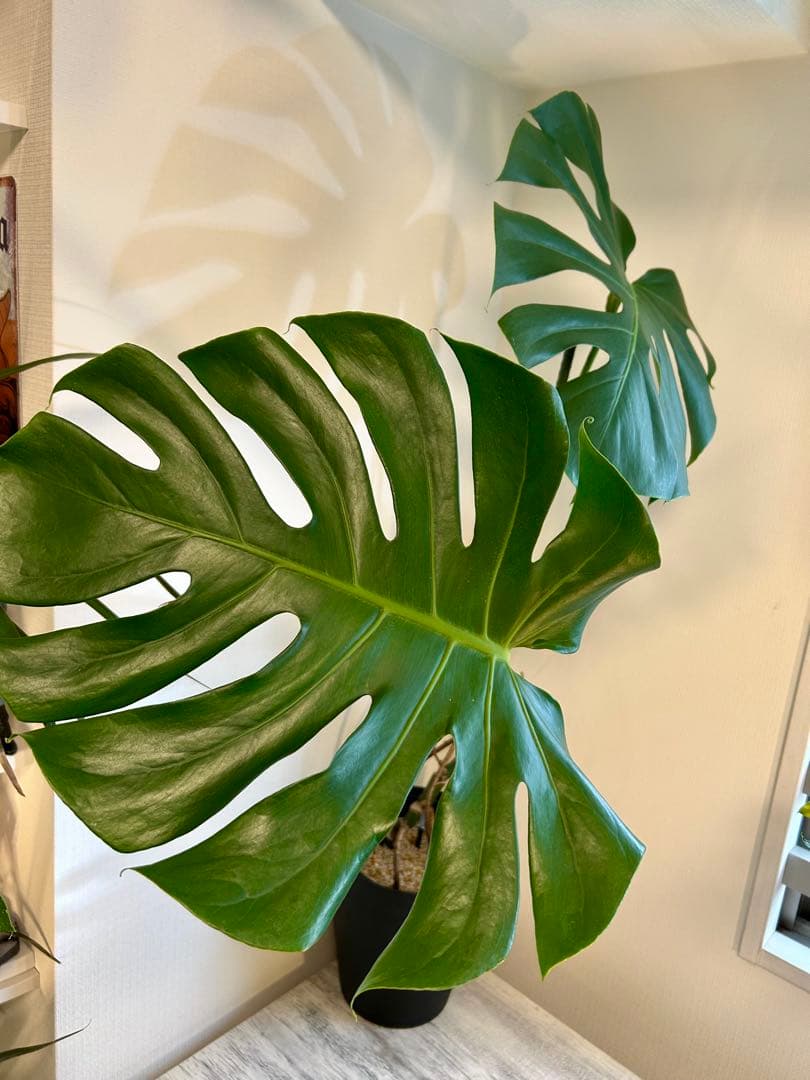 【引取特価】【美形】破格！幹立モンステラデリシオーサ　約110cm 7号鉢