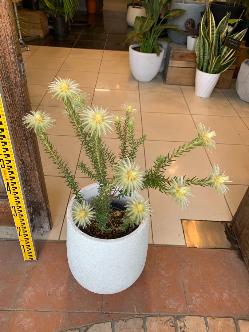 フィリカ プベッセンス ハイドラ 2 ファイバー鉢