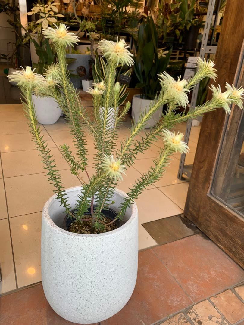 フィリカ プベッセンス ハイドラ 2 ファイバー鉢