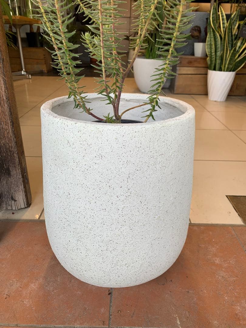 フィリカ プベッセンス ハイドラ 2 ファイバー鉢