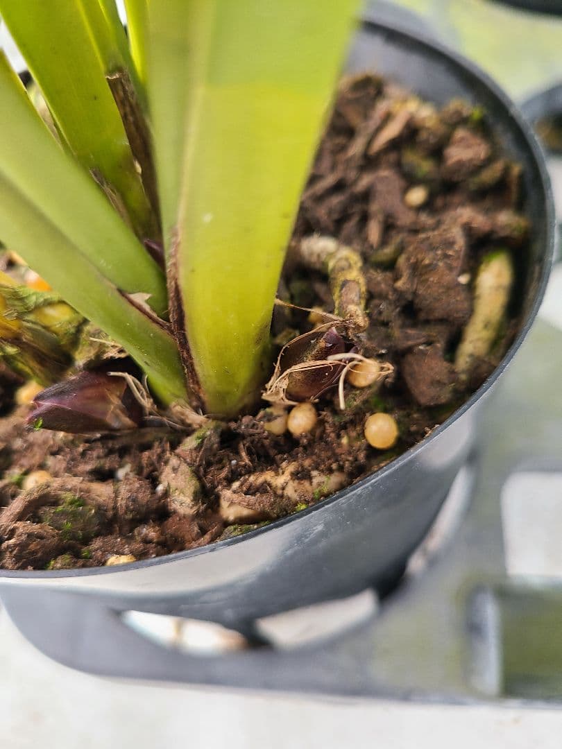 ミスマフェット。花芽3個。5鉢セット。蜜蜂誘引蘭。日本蜜蜂