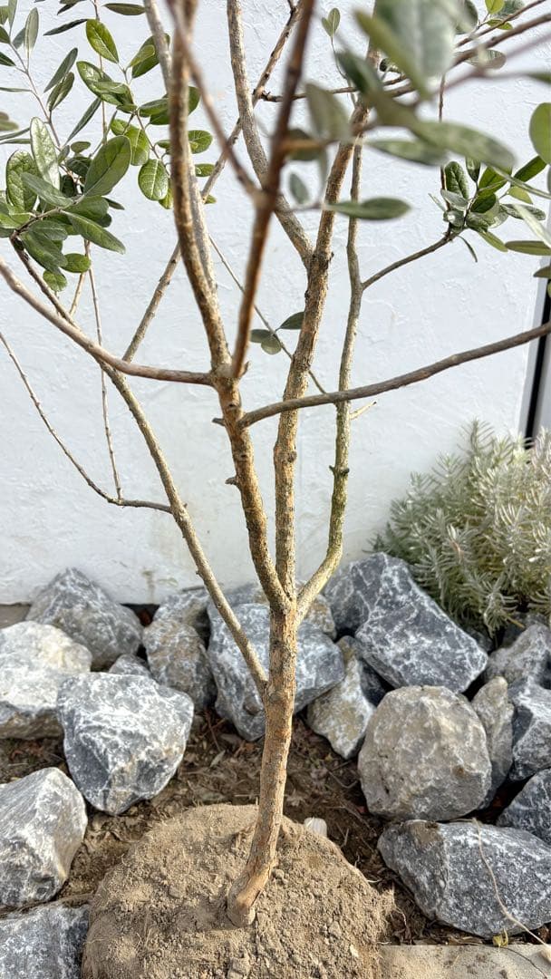 超美形。仕立てフェイジョア1.7M(鉢底から)品番A