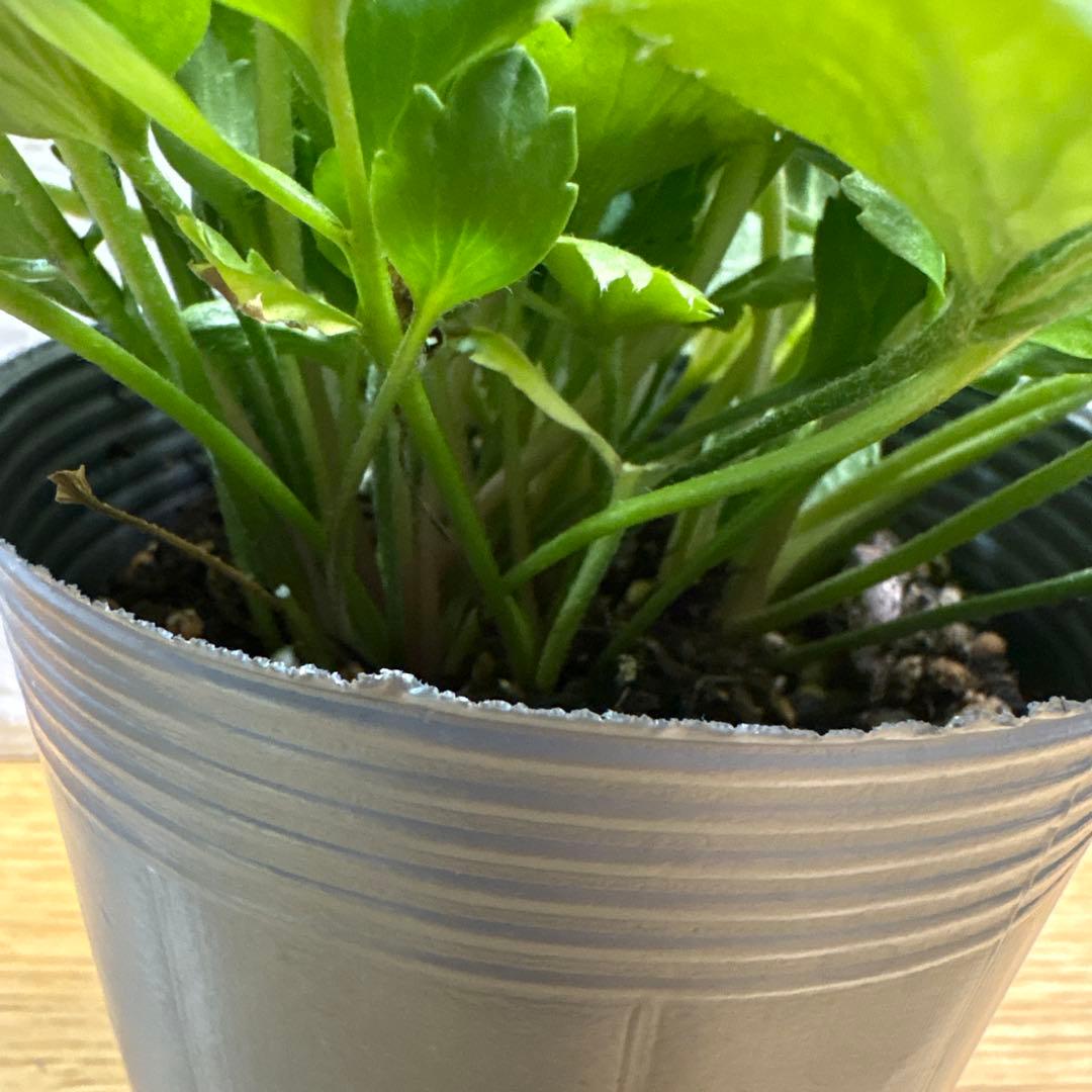 ako325ラナンキュラスラックス♡イカロス他計8点♡メルカリ便