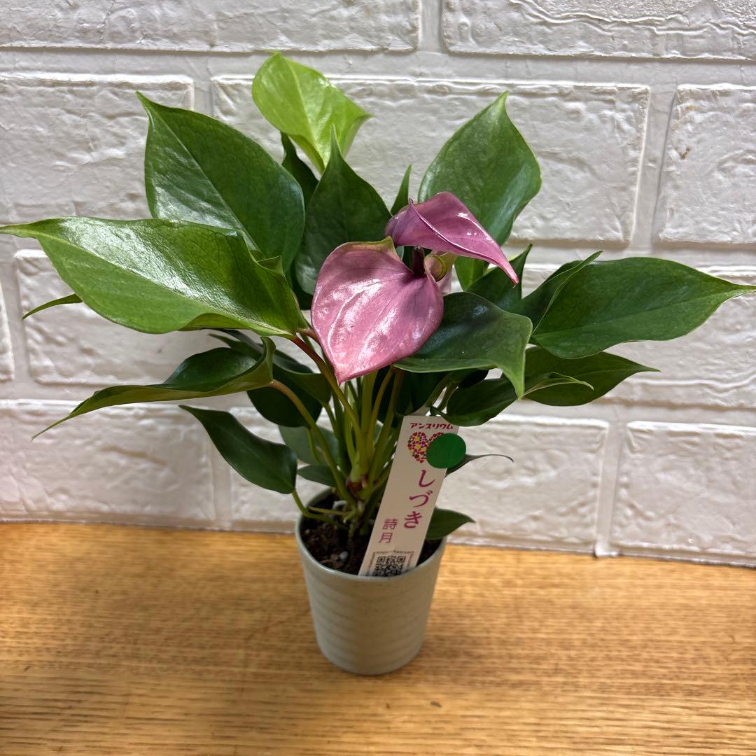 ako325ラナンキュラスラックス♡イカロス他計8点♡メルカリ便