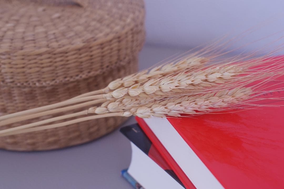 PENTAX MX ブラック SMC PENTAX-M 50mm F1.4