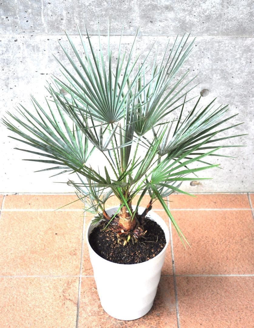 チャメロプス セリフェラ 87cm 8号