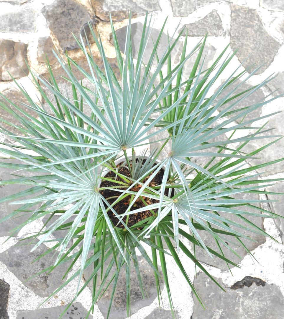 チャメロプス セリフェラ 87cm 8号