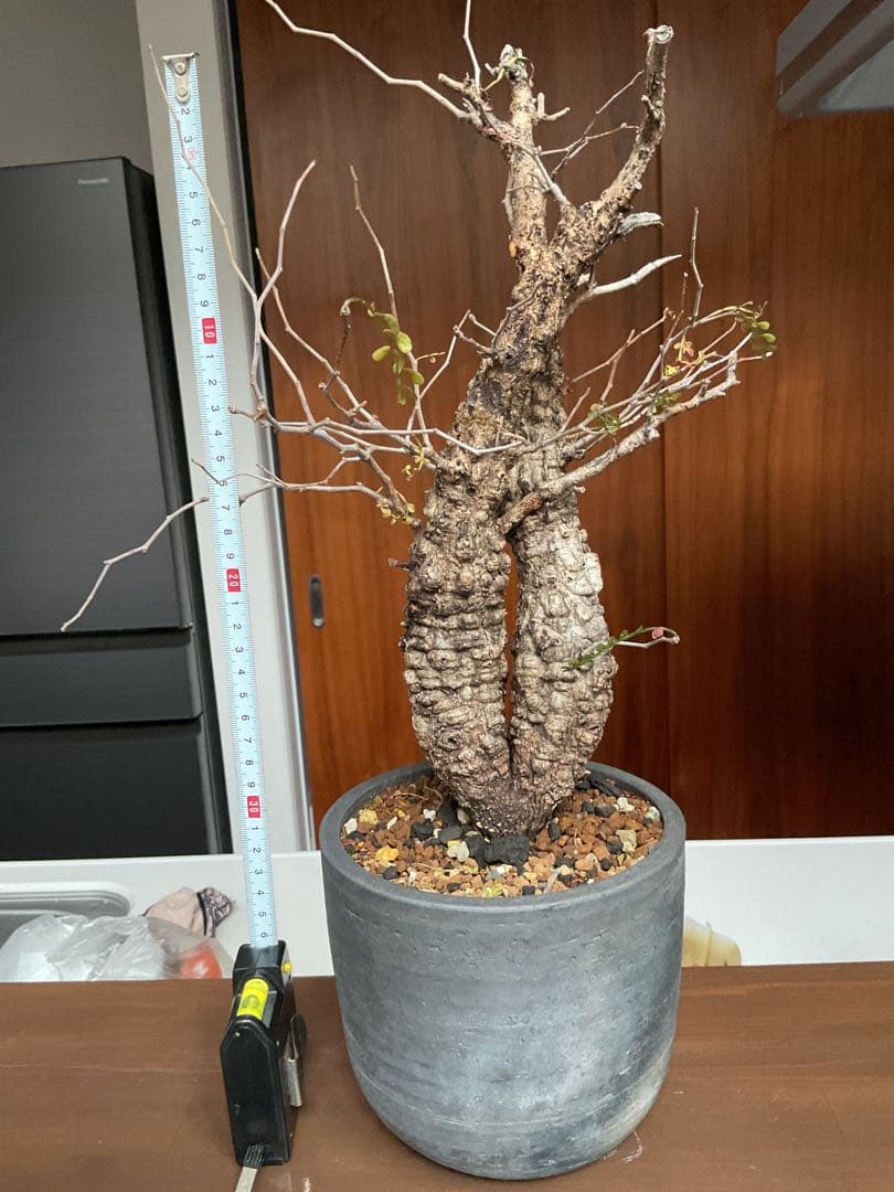 オペルクリカリアパキプス　双頭　2頭　現地球　発根済　みやび鉢付