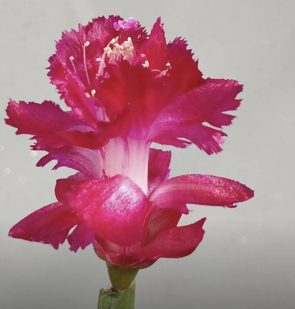 【§プロフ読んでね§】シャコバサボテン　赤羽＋黄羽＋白蓮 　接木