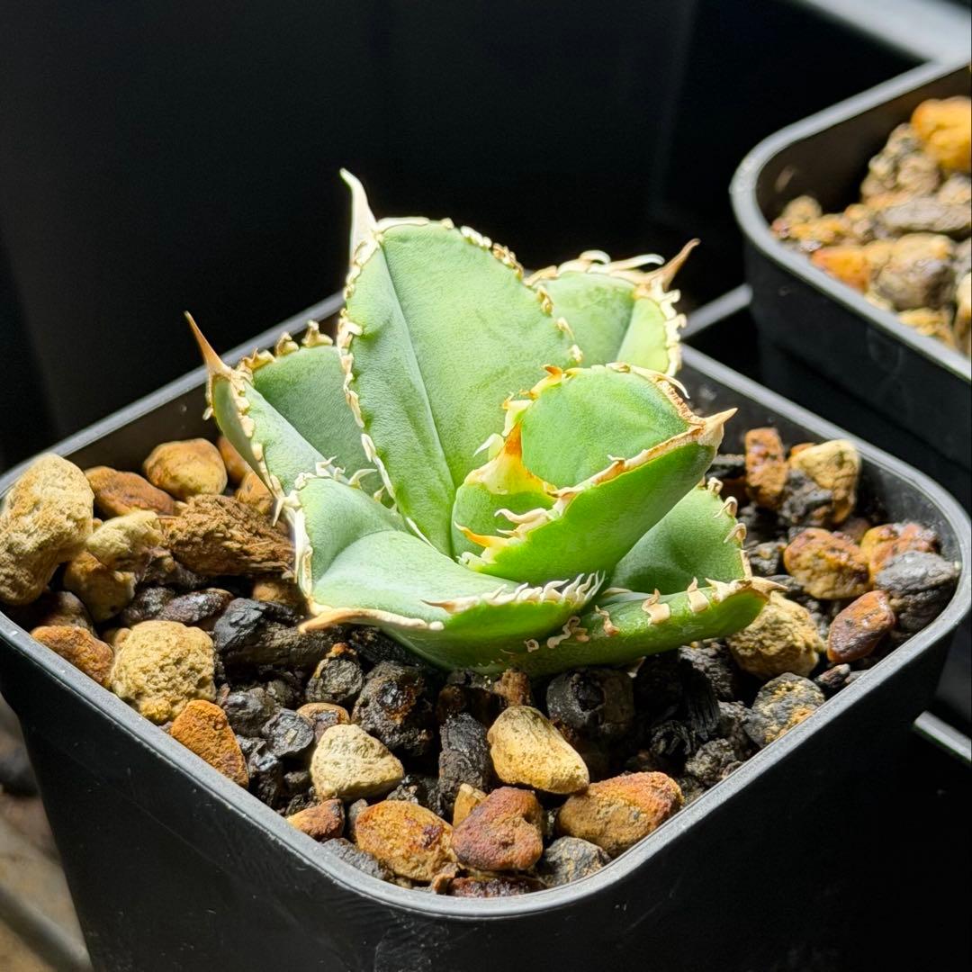 龍球荟 白毫刺 子株OC (発根済)