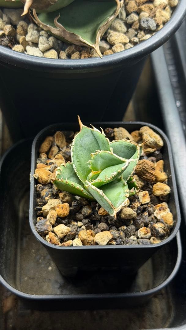 龍球荟 白毫刺 子株OC (発根済)