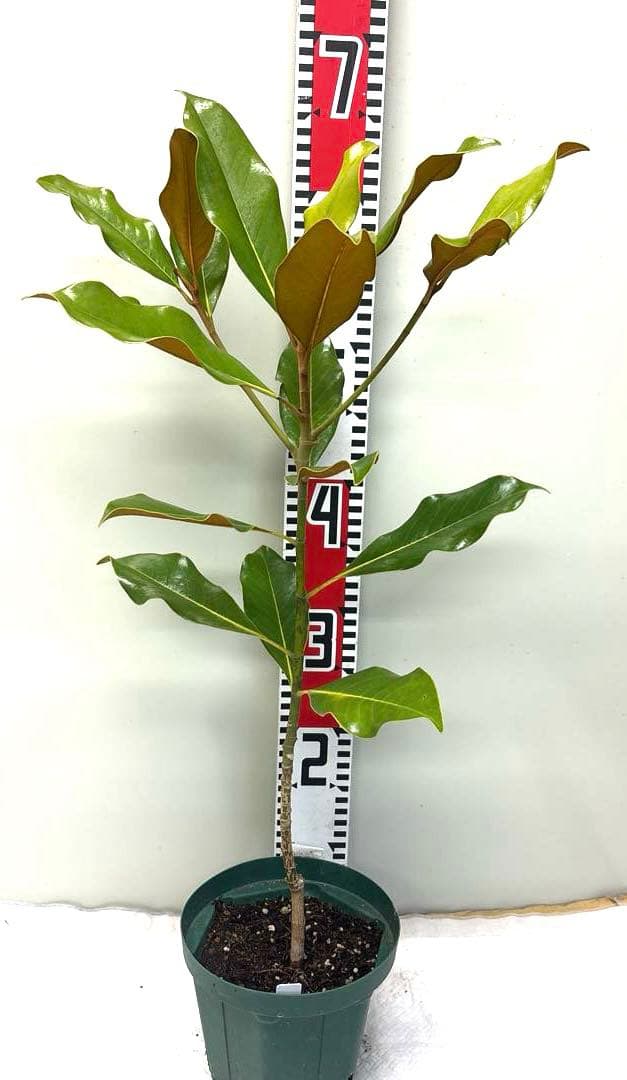 41. ケイパレス マグノリア 泰山木 タイサンボク 苗 苗木 小型品種