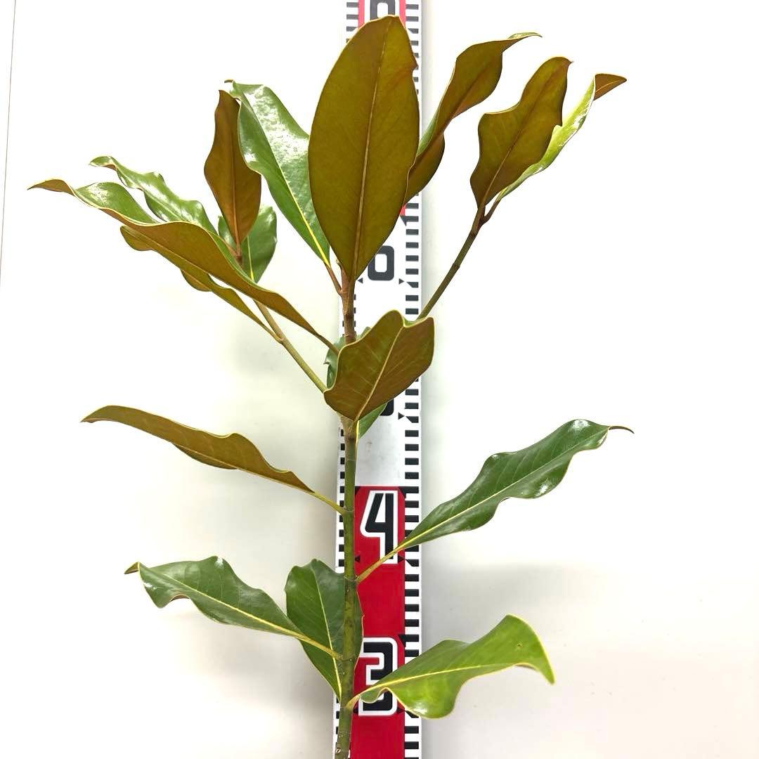 41. ケイパレス マグノリア 泰山木 タイサンボク 苗 苗木 小型品種