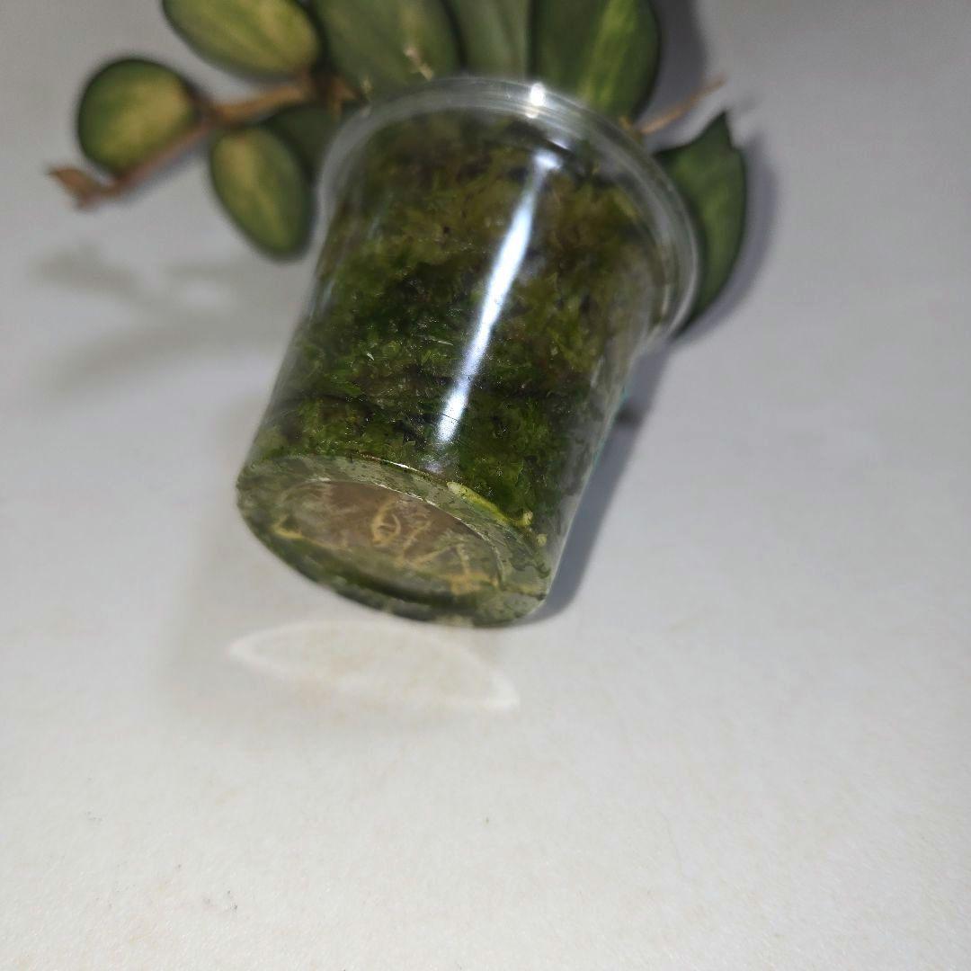 ホヤ　ラクノーサ　中斑種の３種セット