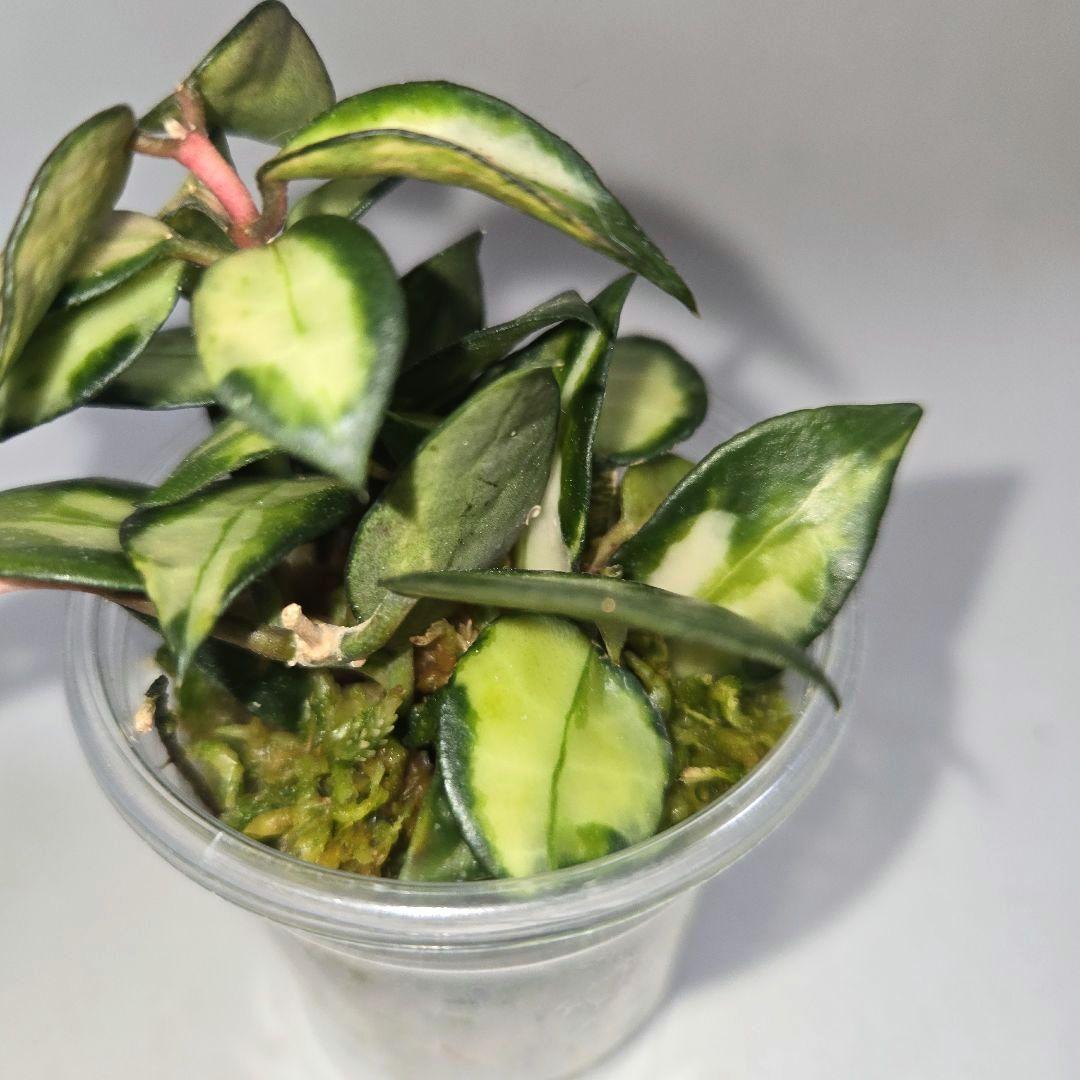 ホヤ　ラクノーサ　中斑種の３種セット