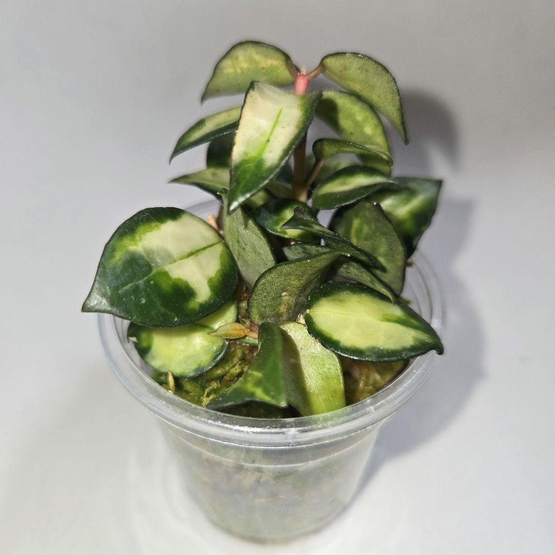 ホヤ　ラクノーサ　中斑種の３種セット