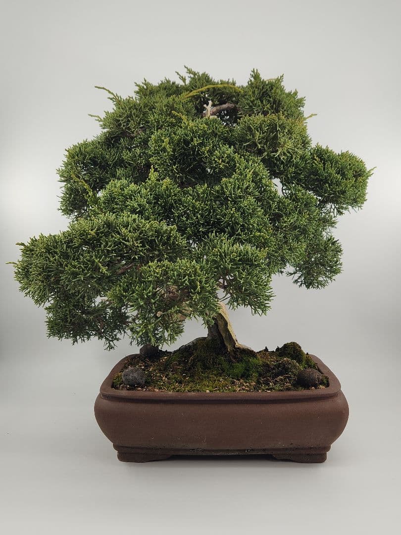 お正月セール 10日まで中品 糸魚川真柏盆栽 五葉松盆栽 真柏盆栽 懸崖 真柏