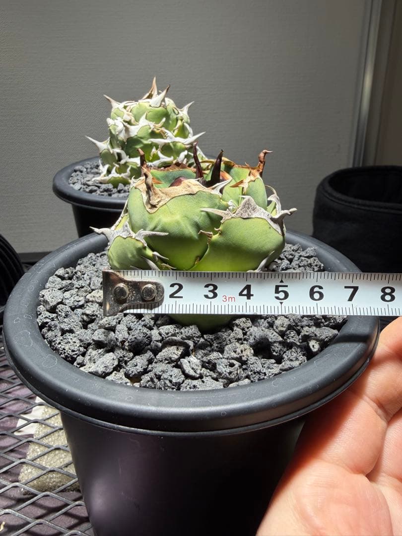 アガベチタノタ　ジャガーノート