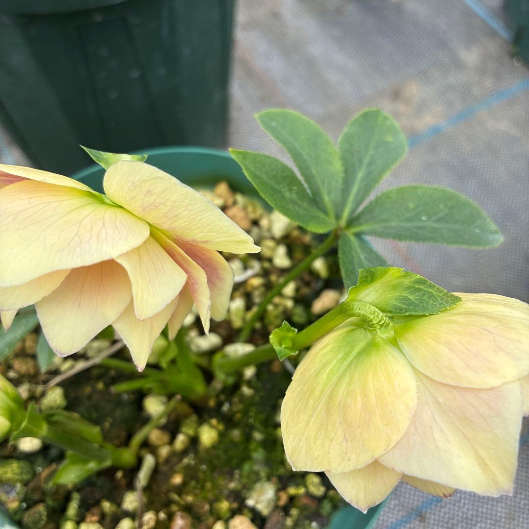 専用⭐︎　クリスマスローズ　難あり　イエローグラデーション　５寸