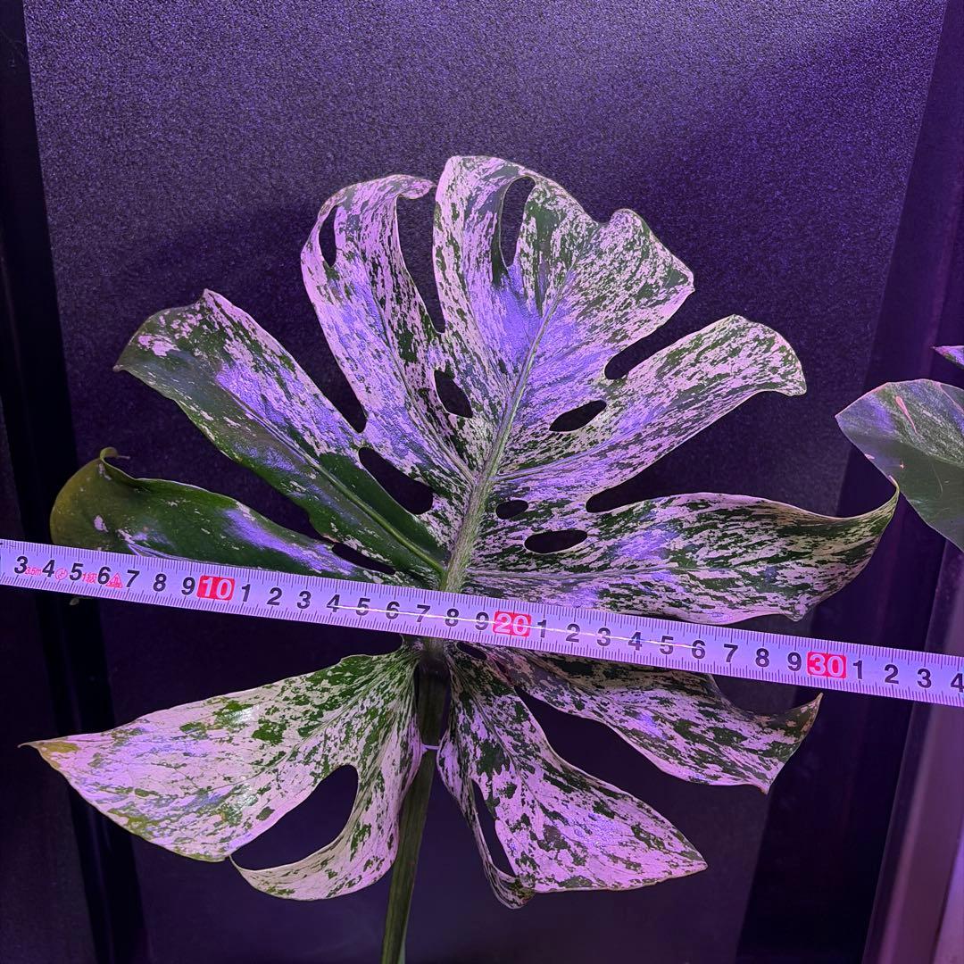 や*す様 超美株❣️モンステラデリシオーサ　サイアム　ミント‼️節多い個体です❣