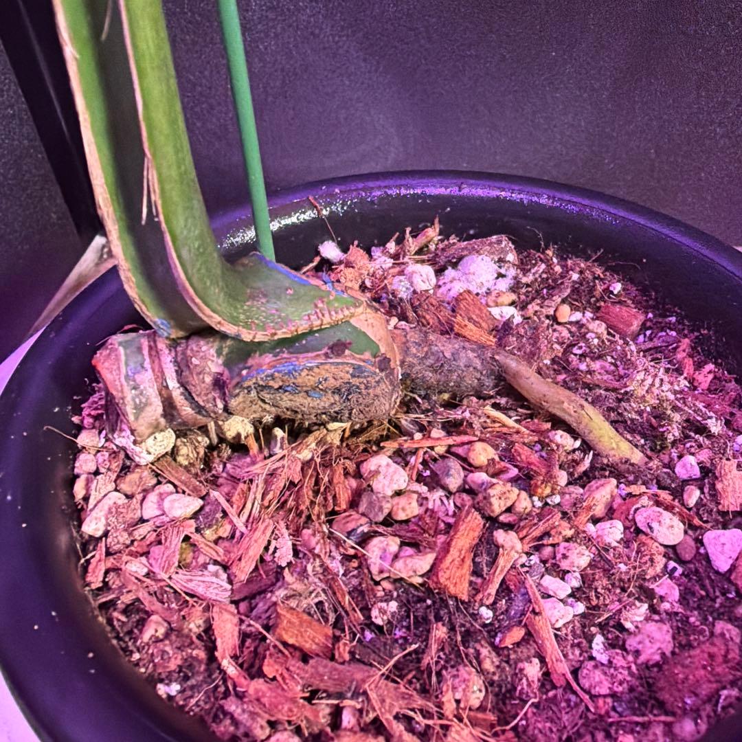 や*す様 超美株❣️モンステラデリシオーサ　サイアム　ミント‼️節多い個体です❣